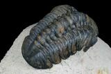 Reedops Trilobite - Foum Zguid, Morocco #177339-4